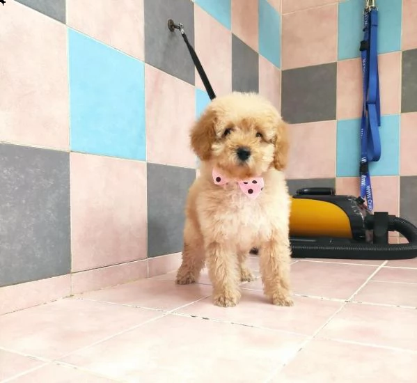  regalo adorabili cuccioli bassotto femminucce e maschietti gratuita i cuccioli sono vaccinati sverm