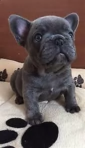 disponibilità dei graziosissimi cuccioli di bulldog francese