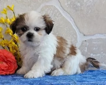 disponibili cuccioli di razza shi-tzu