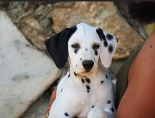  regalo abbiamo cuccioli di dalmata sono dalmata di dimensioni . sono registrati akc. sono molto aff