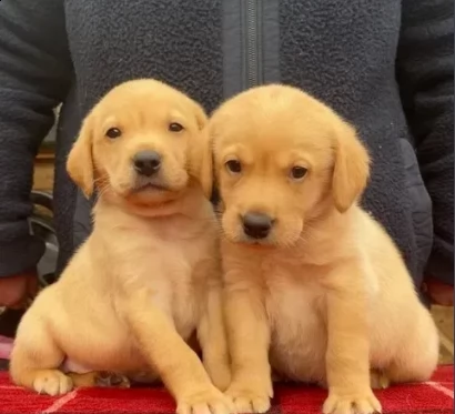 splendidi cuccioli labrador gialli e neri 