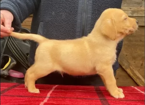 splendidi cuccioli labrador gialli e neri  | Foto 0