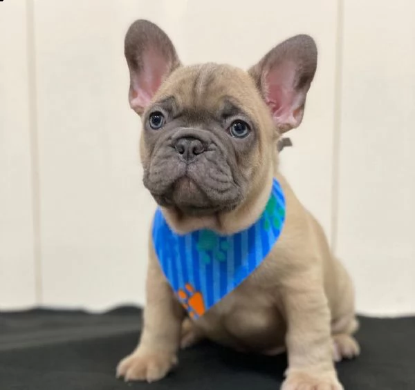 cuccioli di bulldog francese per l'adozione bellissimi cuccioli disponibili, carattere adorabile , s