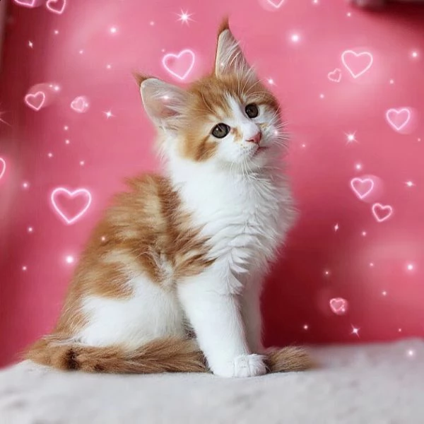 maine coon kittens for sale