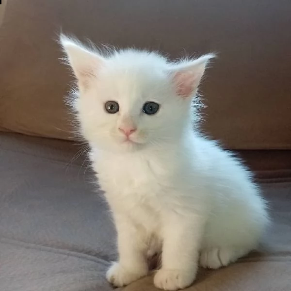 maine coon kittens for sale | Foto 0
