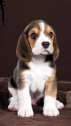 regalo beagle maschio e femmina | Foto 0