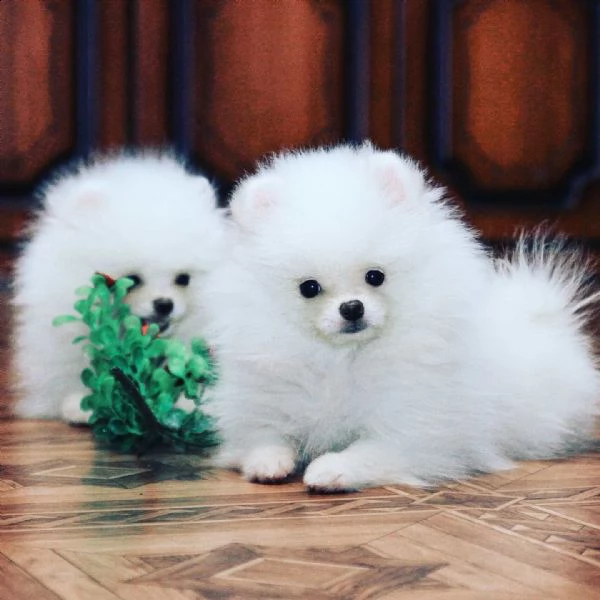 cuccioli di pomerania toy