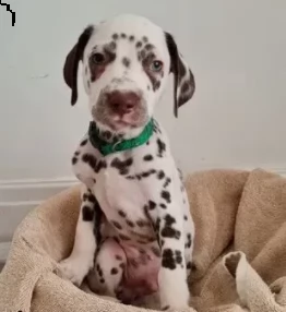 tenerissimi cuccioli di dalmata nero e bianco 