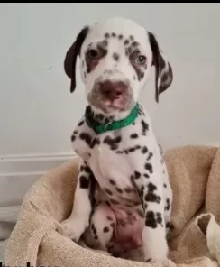 tenerissimi cuccioli di dalmata nero e bianco  | Foto 0
