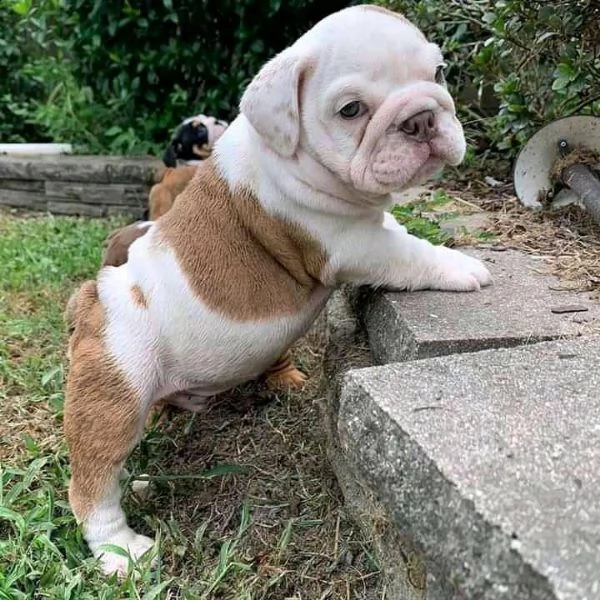 cuccioli di bulldog inglese super adorabili