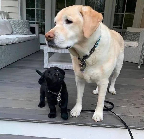 cuccioli di labrador retriever addestrati a casa
