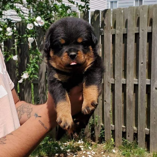 cuccioli di rottweiler ben addestrati in adozione