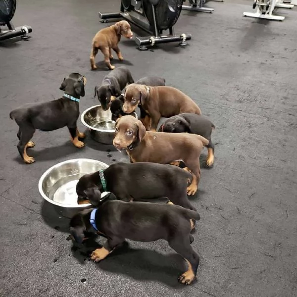 cuccioli doberman pinscher disponibili per l'adozione