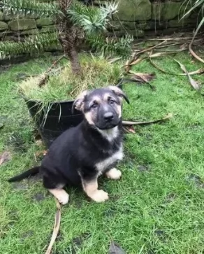 cuccioli di pastori tedesci di razza pura