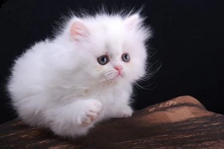 adorabili cuccioli di persiano gattini femminucce e maschietti disponibili per l'adozione gratuita i