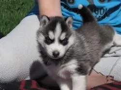 email : arwenbrades10[at]gmail[.com] adorabili cuccioli di siberian husky femminucce e maschietti disponi