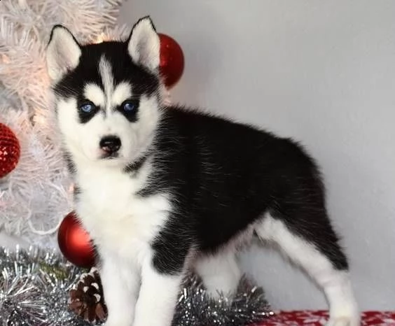 cucciolo di siberian husky | Foto 1