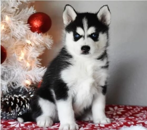 cucciolo di siberian husky | Foto 0