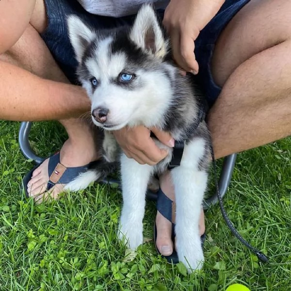 dolci cuccioli di husky siberiano