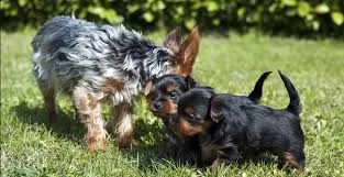 cuccioli di yorkie