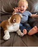 disponibili splendidi cuccioli di bulldog inglese