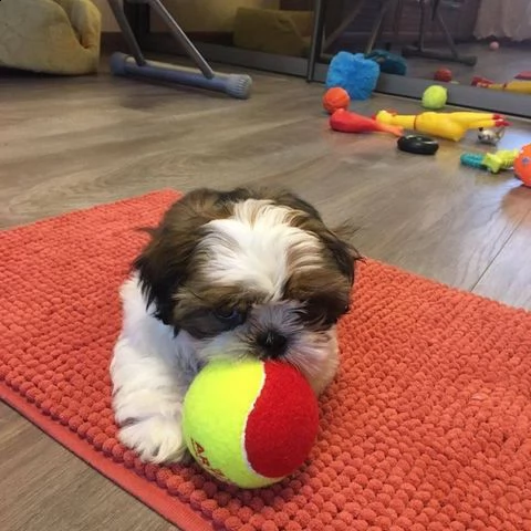adorabili cuccioli shih tzu maschi e femmine