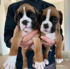 simpatici cuccioli di boxer