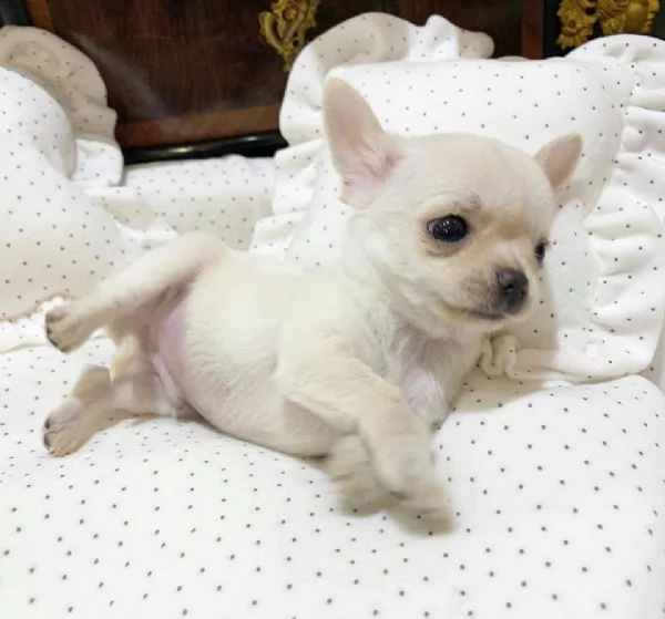 bellissimi cuccioli di chihuahua da reinserire in casa