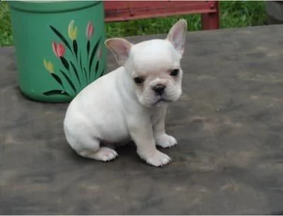 bellissimi cuccioli di bulldog francese