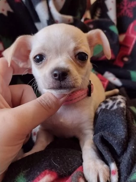 cuccioli di chihuahua testa di mela in adozione