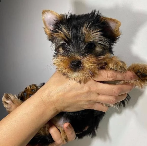 adorabili cuccioli di yorkshire terrier maschio e femmina