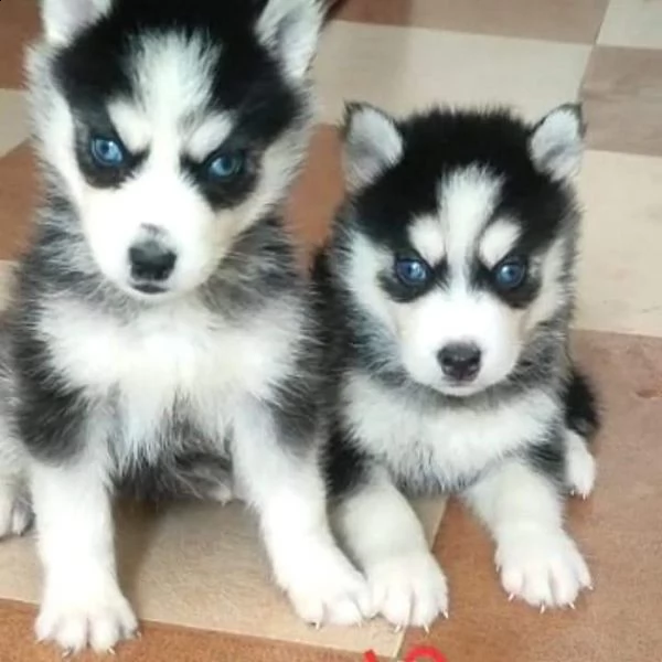 cuccioli di siberian husky registrati akc