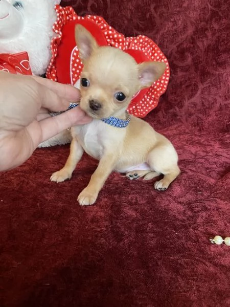 affascinanti cuccioli di chihuahua con tazza da tè adozione