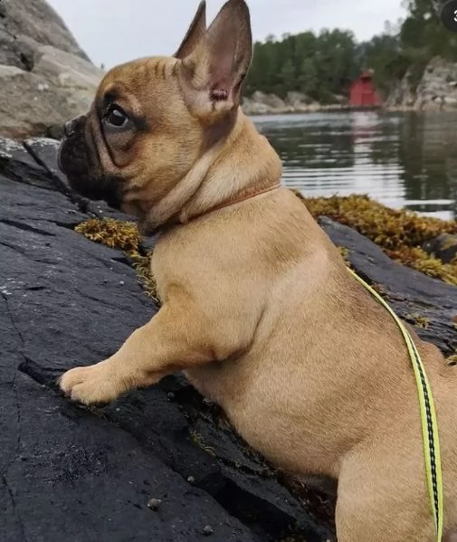 regalo bouledogue francese | Foto 0