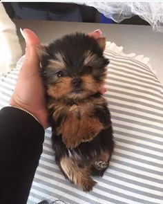 bellissimi cuccioli di yorkie