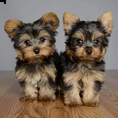 disponibili bellissimi cuccioli di yorkshire terrier.