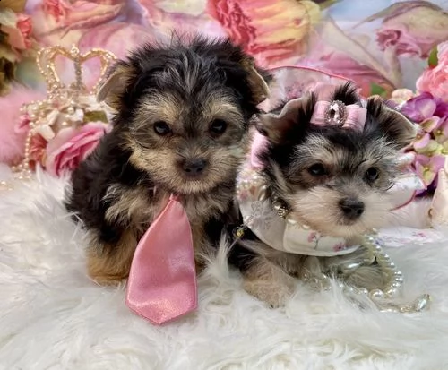 vendo cuccioli di yorkie teacup maschi e femmine