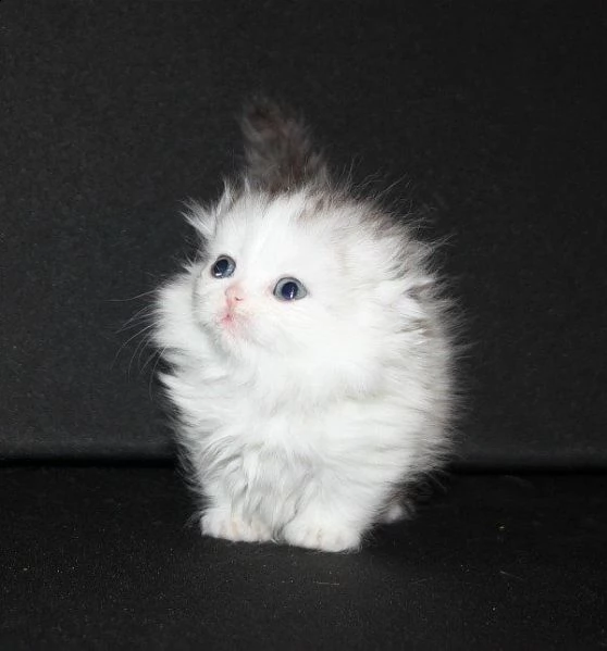 munchkin dolcissimi gattini | Foto 0