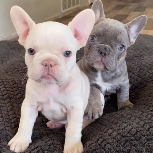 bellissimi cuccioli di bulldog francese