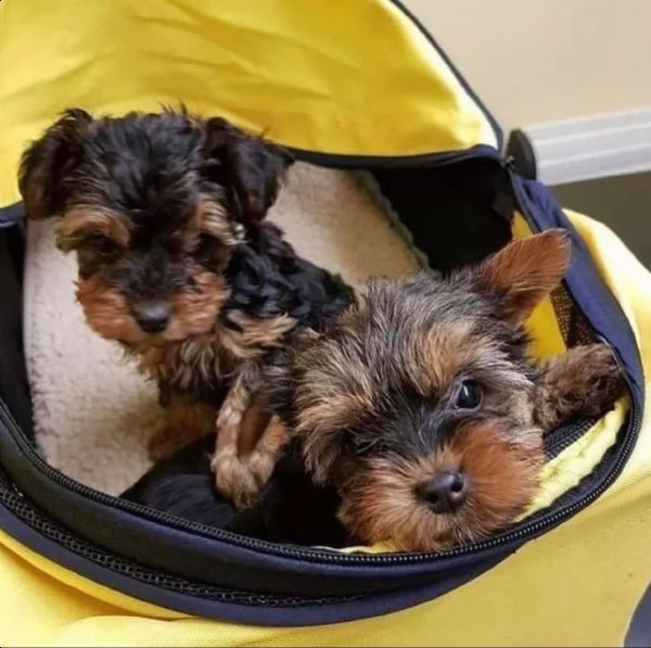 adorabili cuccioli di yorkshire terrier maschio e femmina