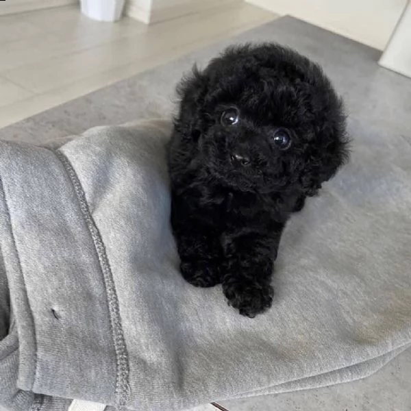 adorabili cuccioli di shih tzu maschi e femmine