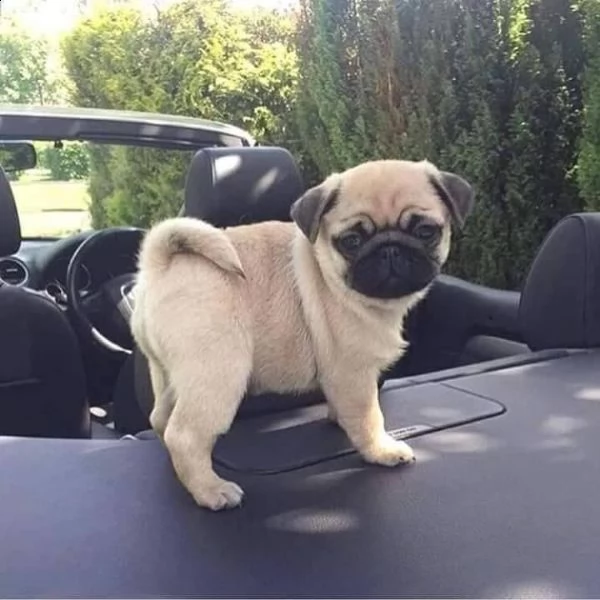 regalo cuccioli di carlino maschio e femmina per l'adozione
