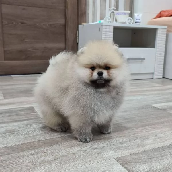 fischio di pomerania