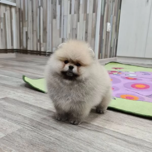 fischio di pomerania | Foto 2