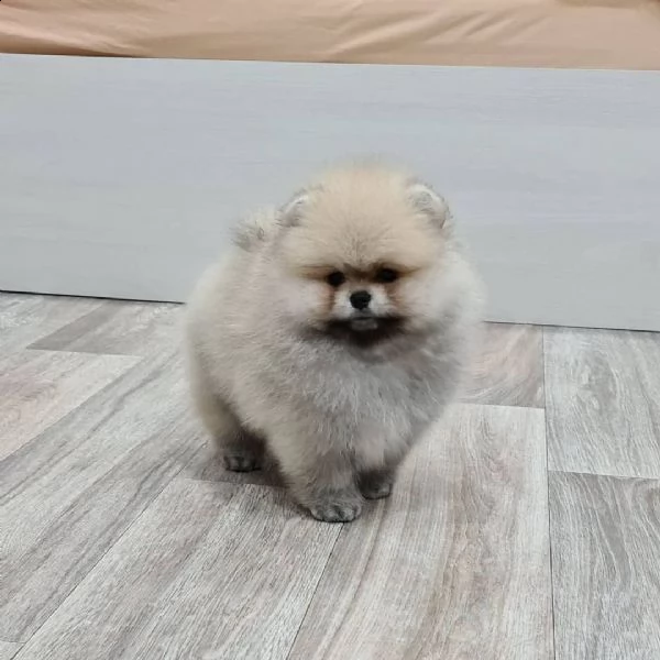 fischio di pomerania | Foto 1