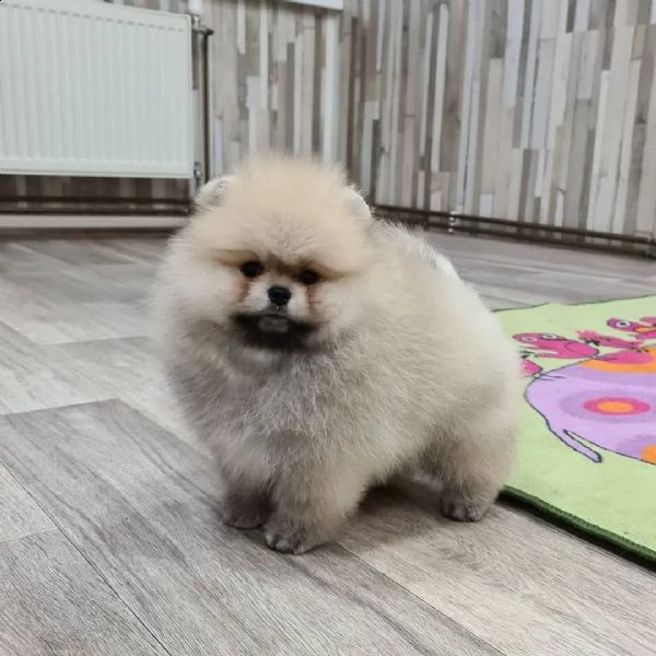 fischio di pomerania | Foto 0