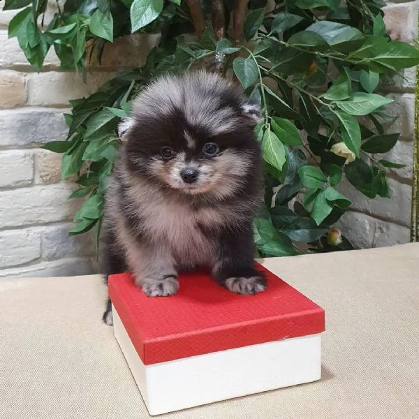 spitz di pomerania | Foto 2