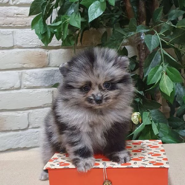 spitz di pomerania | Foto 0