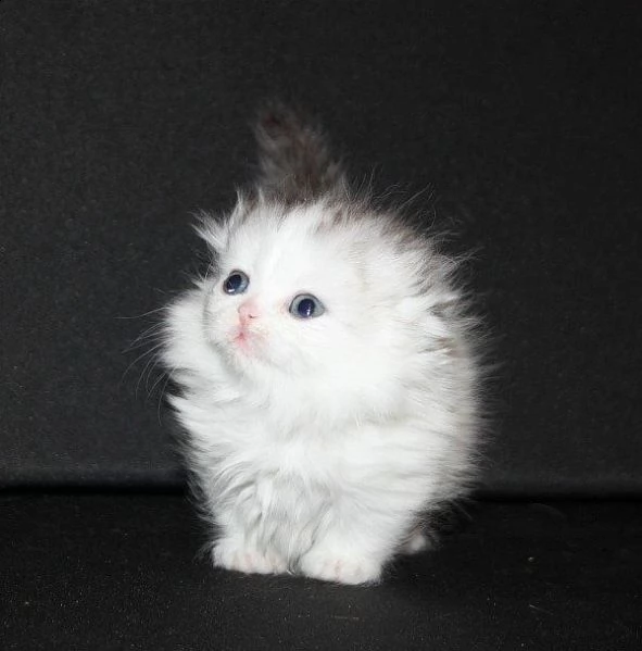stupendi cuccioli di munchkin white | Foto 0