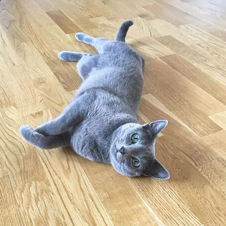 blu di russia gattini | Foto 0